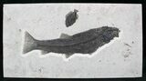 Notogoneus Fossil Fish With Priscacara - Wall Mount #21930-1